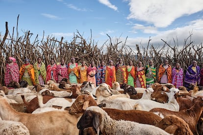 The PWC launched a project of livestock cooperatives, to be run by Maasai women. For three years, several women live together, run businesses and look after livestock. They then return home with livestock and savings, while another group takes over.