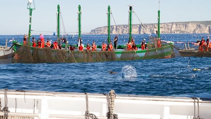 Barcos pesqueros en la "levantá" del atún rojo en aguas de Cádiz.