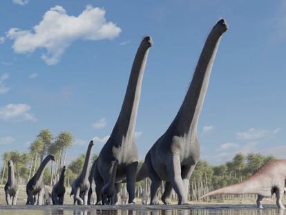 An artistic reconstruction of the passage of the group of sauropods and their interactions with other species that crossed their path.