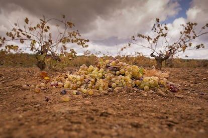Las uvas de rebusca recogidas por los jornaleros, en un viñedo cercano a la Carretera del Arroyo, en Almendralejo (Badajoz).