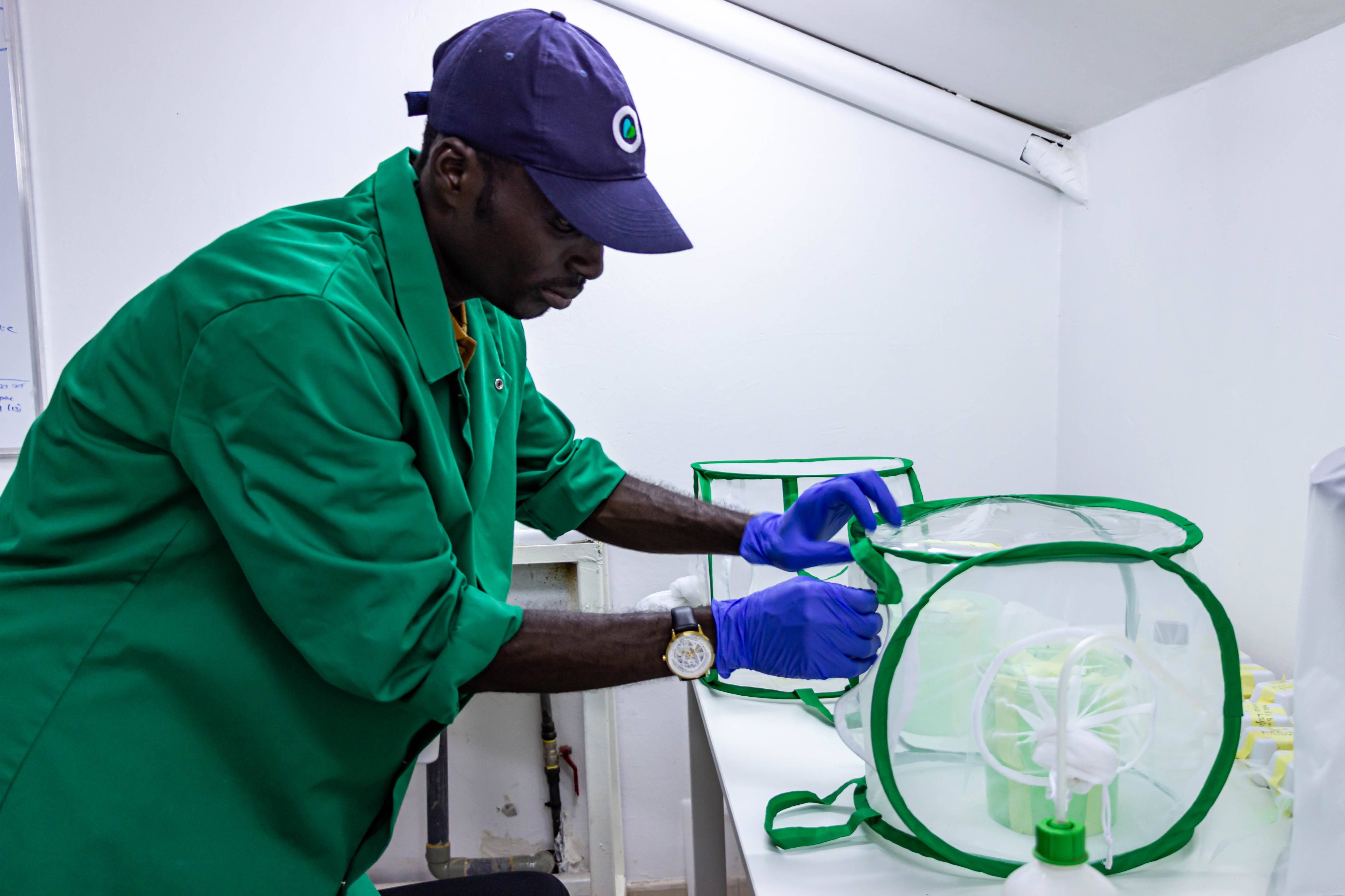 Un miembro del equipo en las instalaciones del Programa de Mosquitos Amigos de Yibuti, junto a jaulas de mosquitos 'Anopheles stephensi' el 18 de marzo de 2023.