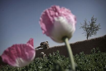 Un soldado estadounidense salta una valla en una plantación de amapolas el pasado 25 de marzo.