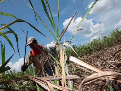 Un trabajador corta caña de azúcar durante una cosecha en Obando, Departamento del Valle del Cauca, Colombia.