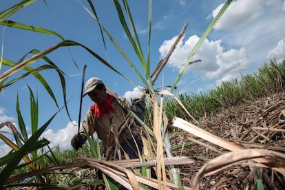 Un trabajador corta caña de azúcar durante una cosecha en Obando, Departamento del Valle del Cauca, Colombia.