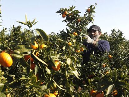 Un agricultor recolecta naranjas en un campo en la comarca de La Plana Baixa de Castell&oacute;n.