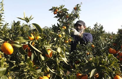 Un agricultor recolecta naranjas en un campo en la comarca de La Plana Baixa de Castell&oacute;n.