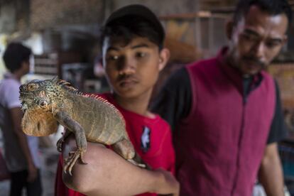 Una iguana de Kalimantán, como la que muestra este vendedor de animales, se puede adquirir en el mercado de Pramuka de Yakarta por 10 euros.