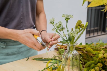 Plantas preservadas