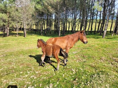 Una madre y su cría en las inmediaciones del altiplano en el que fueron acribillados al menos 10 caballos la semana pasada.