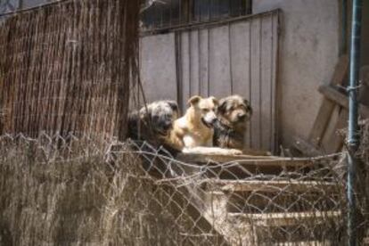 Perros en la casa de Joan Jiménez en Pontons.