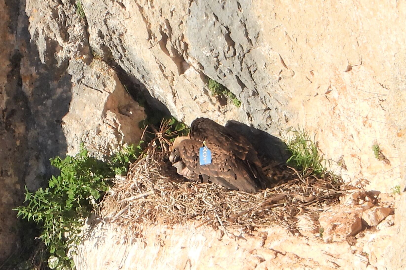 El buitre moteado africano con el pollo híbrido en el nido. 
