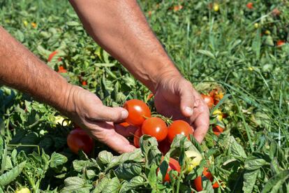 Racimo de tomate industrial cultivado en Rota (Cádiz). 13 de julio de 2023.