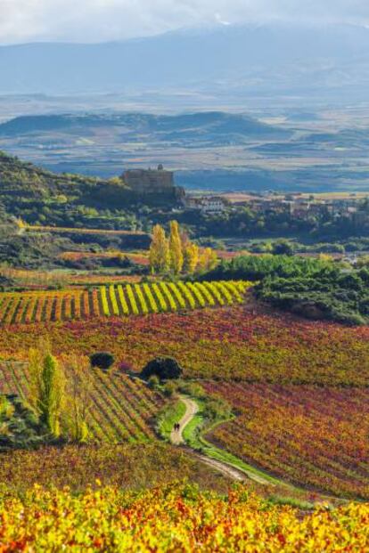 Un paisaje de viñedos camino de Labastida, municipio situado en el corazón de la Rioja Alavesa. 