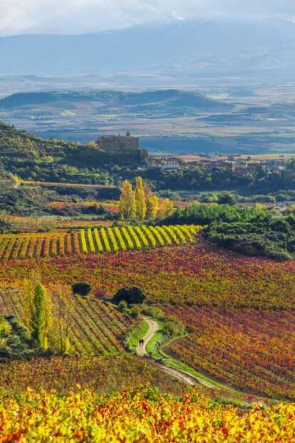 Un paisaje de viñedos camino de Labastida, municipio situado en el corazón de la Rioja Alavesa.
