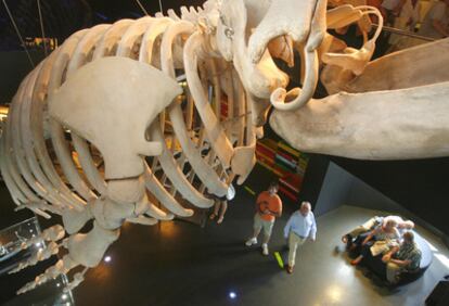 El esqueleto de una ballena franca, la penúltima cazada en las costas vascas, se exhibe en el Aquarium de San Sebastián.