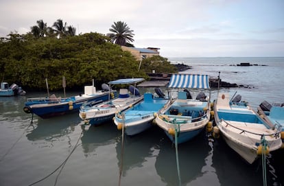 Para reativar o turismo e as pesquisas científicas, Galápagos quer vacinar todos os adultos até o fim de maio. A meta do Governo é que o arquipélago se torne o primeiro da América Latina livre da covid-19.