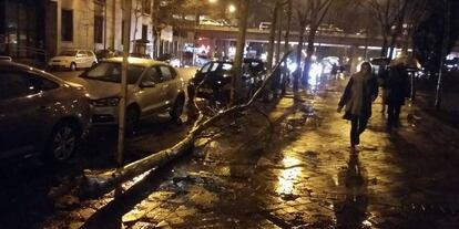 Un árbol caído a la altura del número 112 del paseo de la Castellana.