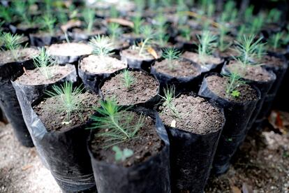 Pinos que serán usados para reforestar una zona de amortiguamiento de un bosque en Tegucigalpa (Honduras).