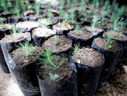 Pinos que serán usados para reforestar una zona de amortiguamiento de un bosque en Tegucigalpa (Honduras).