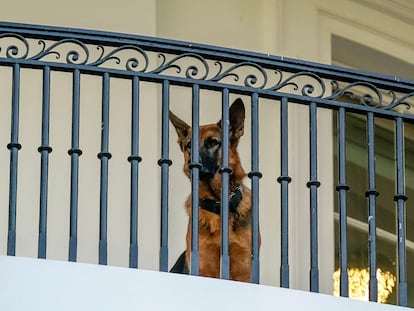 El perro de Joe Biden, 'Commander', en la Casa Blanca, el pasado 30 de septiembre.