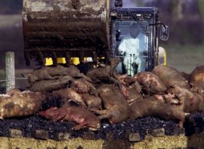 Funcionarios británicos preparan una pira de cerdos para incinerarlos en Heddon On The Wall (Inglaterra).