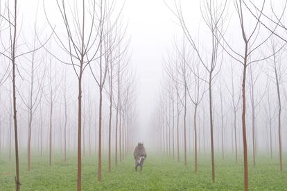 Labores agrícolas en un campo de cultivo bajo una espesa niebla en las afueras de Amritsar, India.