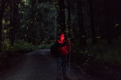 Cada año, durante los meses de verano, miles de luciérnagas se aparean en algunos bosques del Estado de Tlaxcala (México).