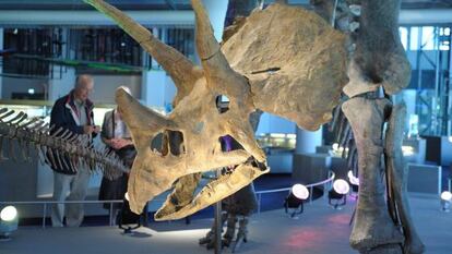 Esqueleto de un dinosaurio en el museo Naturalis, en Leiden (Holanda).