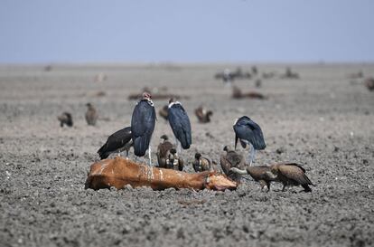 Un grupo de buitres se alimenta del cadáver de una vaca muerta que yace en el barro del lago Ngami, afectado por la sequía, a 100 km de Maun, (Botswana).
