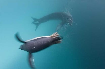 El primer premio en Historias de Naturaleza ha sido para esta caza submarina, capturada por el canadiense Paul Nicklen para la revista <i>National Geographic</i>.