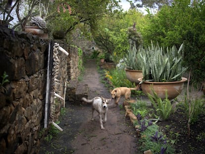 'Violeta' y 'Talula', los perros de la finca.