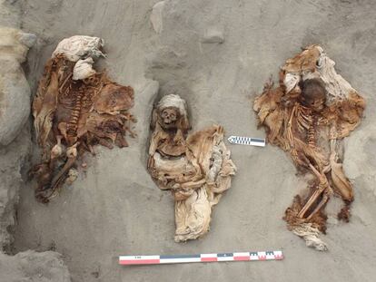 Restos del sacrifició chimú en la costa norte peruana.