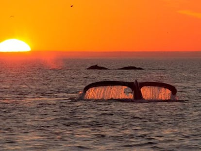 Ballenas en la bahía de Monterey.