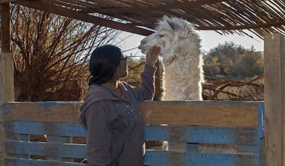 Sandra Flores cuida de los animales en su rancho, donde da a conocer la cultura atacameña a los turistas.