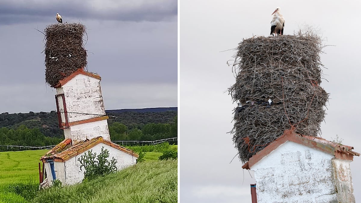 El nido de cigüeñas viral en una torre inclinada en Burgos - Noticias Viajeras: de Actualidad, Curiosas... - Foro General de Viajes