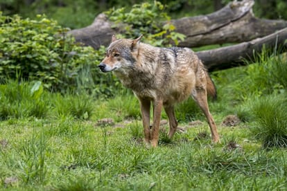 Un lobo gris europeo.