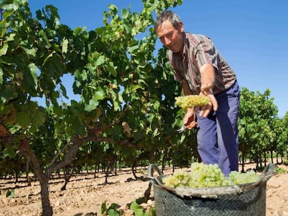 Inicio de la vendimia Aldeanueva, La Rioja.