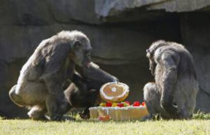 Chispi (dcha), una de las chimpancés del Bioparc de Valencia, disfruta, junto a su madre, Mirinda (dcha), y uno de sus hermanos pequeños, de una tarta de fruta, zumo helado, bizcocho y nata. EFE/Archivo