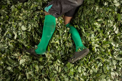 Un joven descansa entre hojas de coca, en el Putumayo (Colombia).