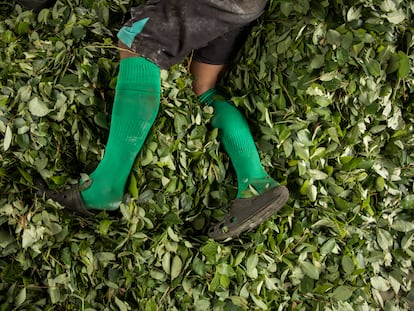 Un joven descansa entre hojas de coca, en el Putumayo (Colombia).