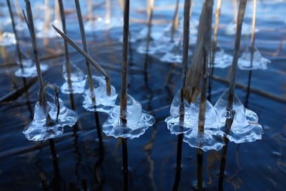 O gelo adere às plantas sobre a água que sobe no lago Grienericksee em Rheinsberg, Alemanha, em 18 de março de 2018.