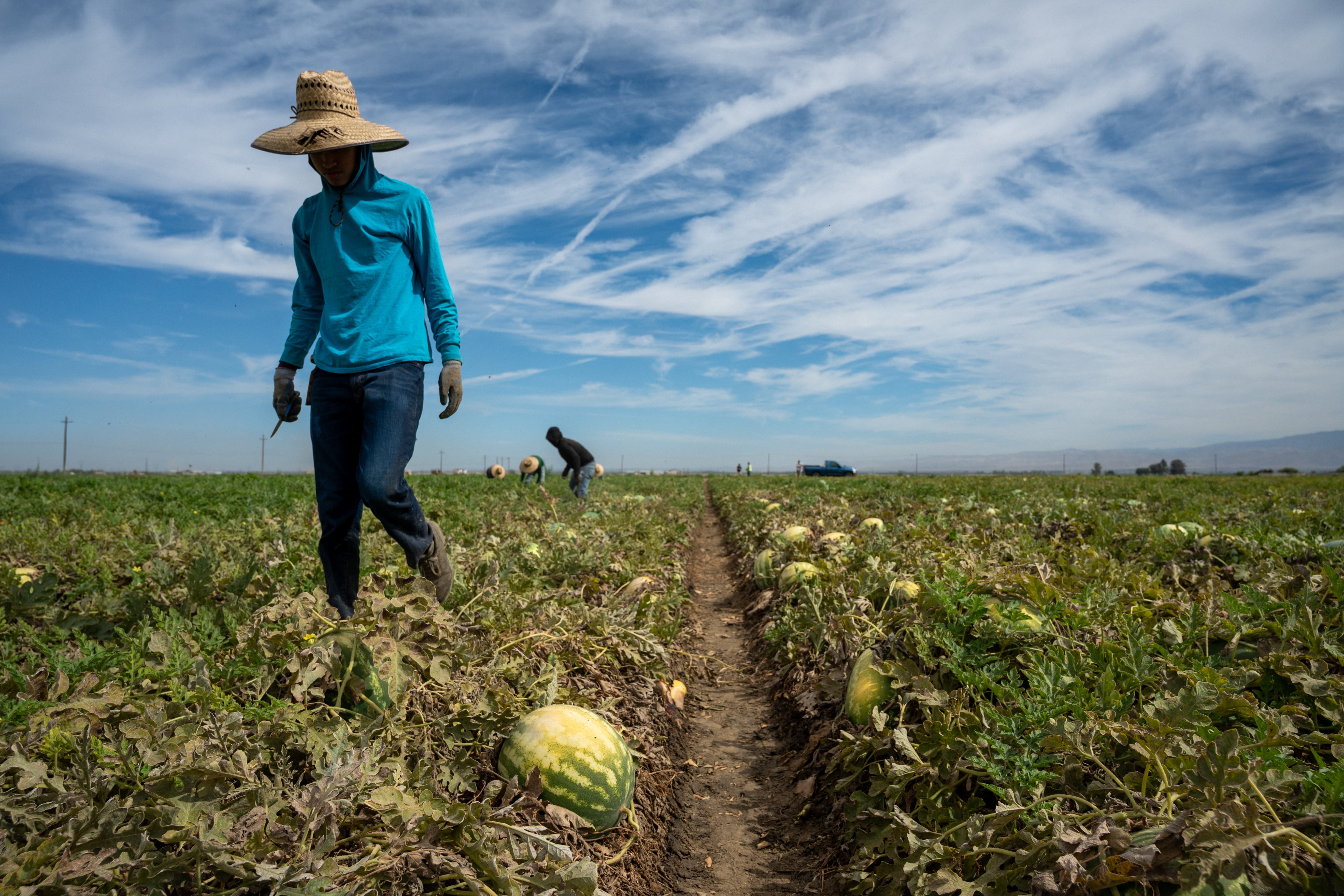 Trabajadores de origen hispano, recolectan sandías en un campo agrícola de California, en abril 2025.