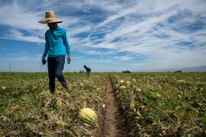 Trabajadores de origen hispano, recolectan sandías en un campo agrícola de California, en abril 2025.