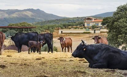 El ganado de la finca.