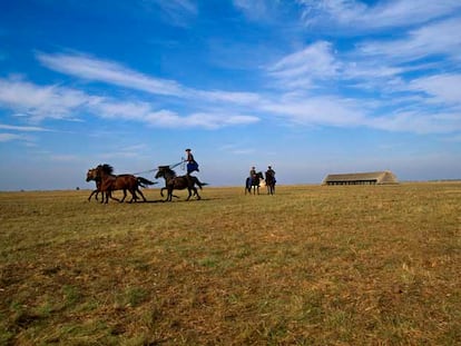 Doma de caballos nonios en el parque nacional de Hortobagy en la Puszta, la gran planicie que ocupa más de la mitad del territorio de Hungría.