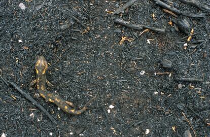 Salamandra muerta en un incendio en Galicia.