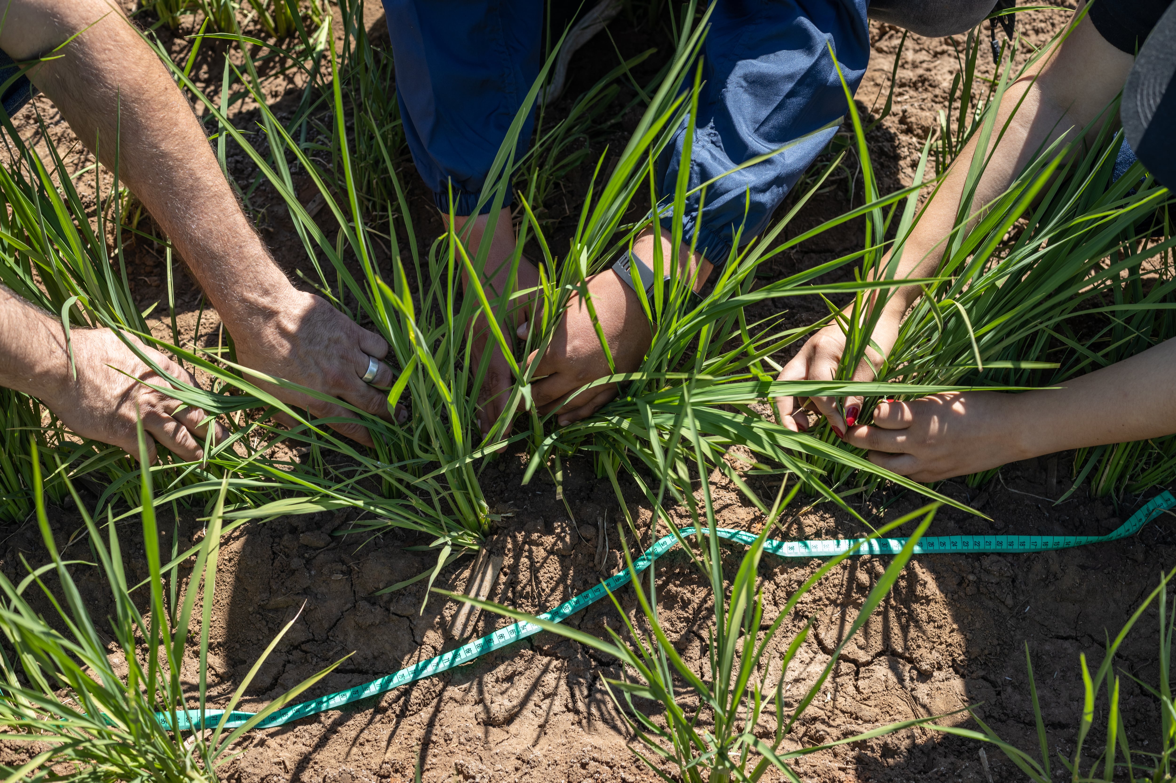 Investigadores realizan mediciones en un campo de cultivo de arroz.