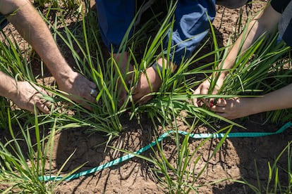 Researchers take measurements in a rice field.