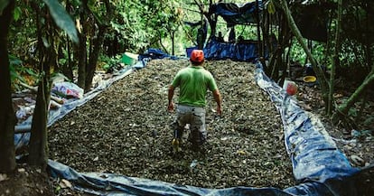 Parte del proceso de la hoja de coca para su conversi&oacute;n en pasta base.