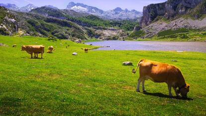 Vacas pastando en los Lagos de Covadonga.